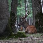 " Entre les chênes "