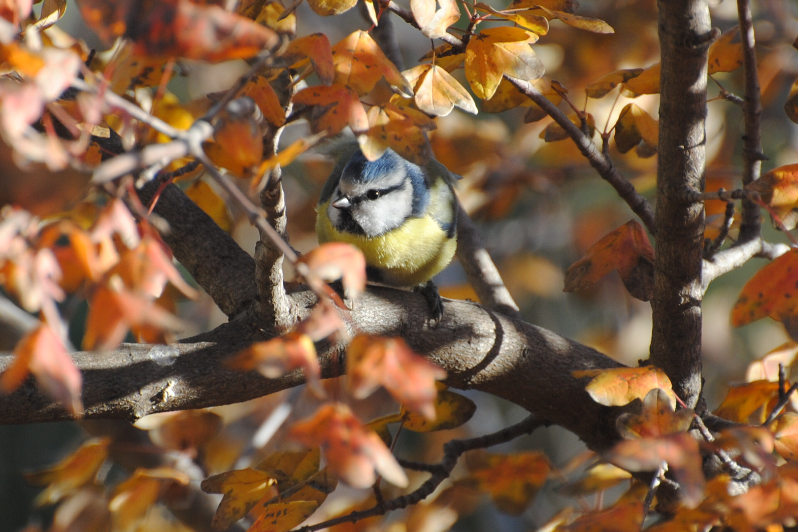 Entre les feuilles