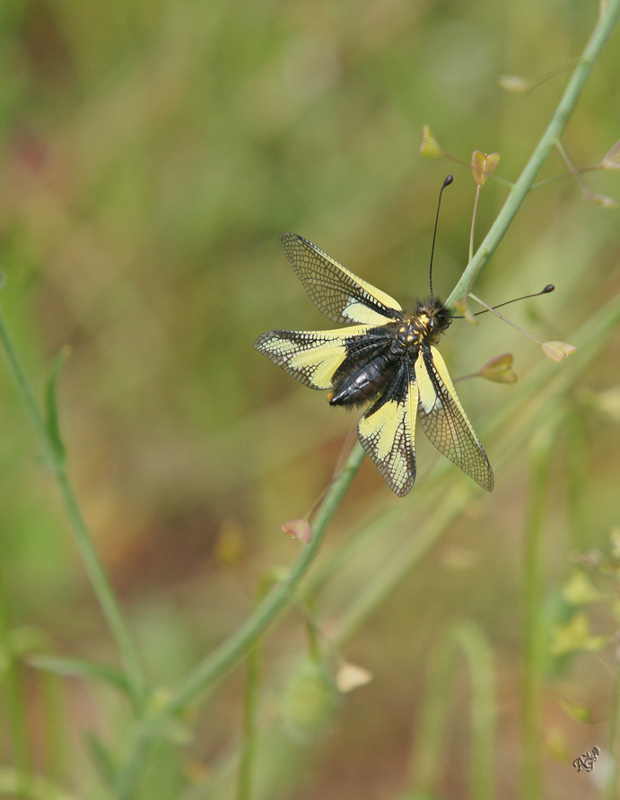 Entre libellule et papillon ... l'Ascalaphe