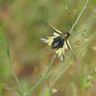 Entre libellule et papillon ... l'Ascalaphe