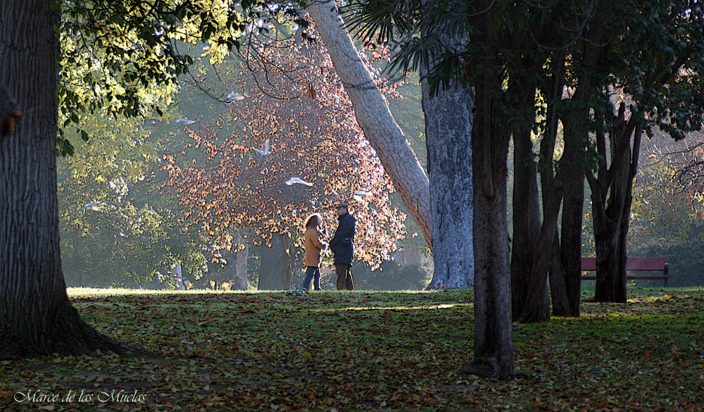 ...entre los arboles...