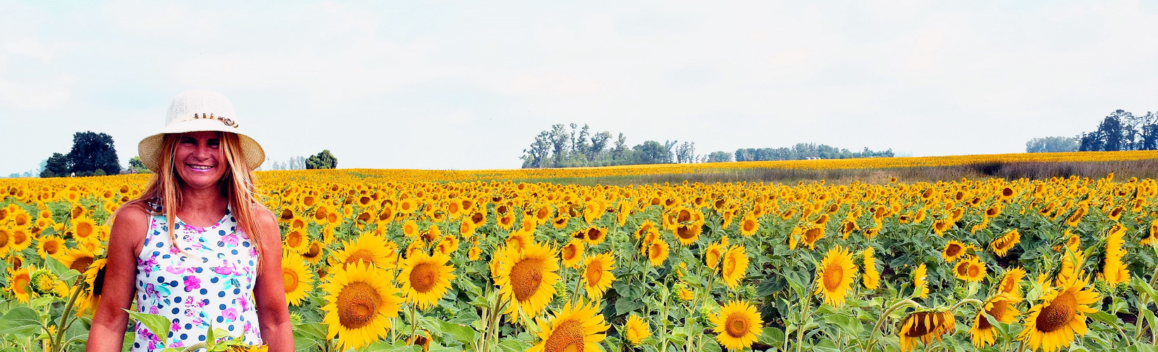 Entre los girasoles.