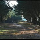 " Entre mer et marais la dune de Mousterlin "