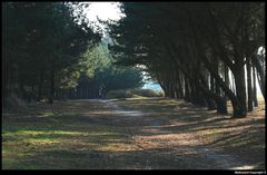 " Entre mer et marais la dune de Mousterlin "