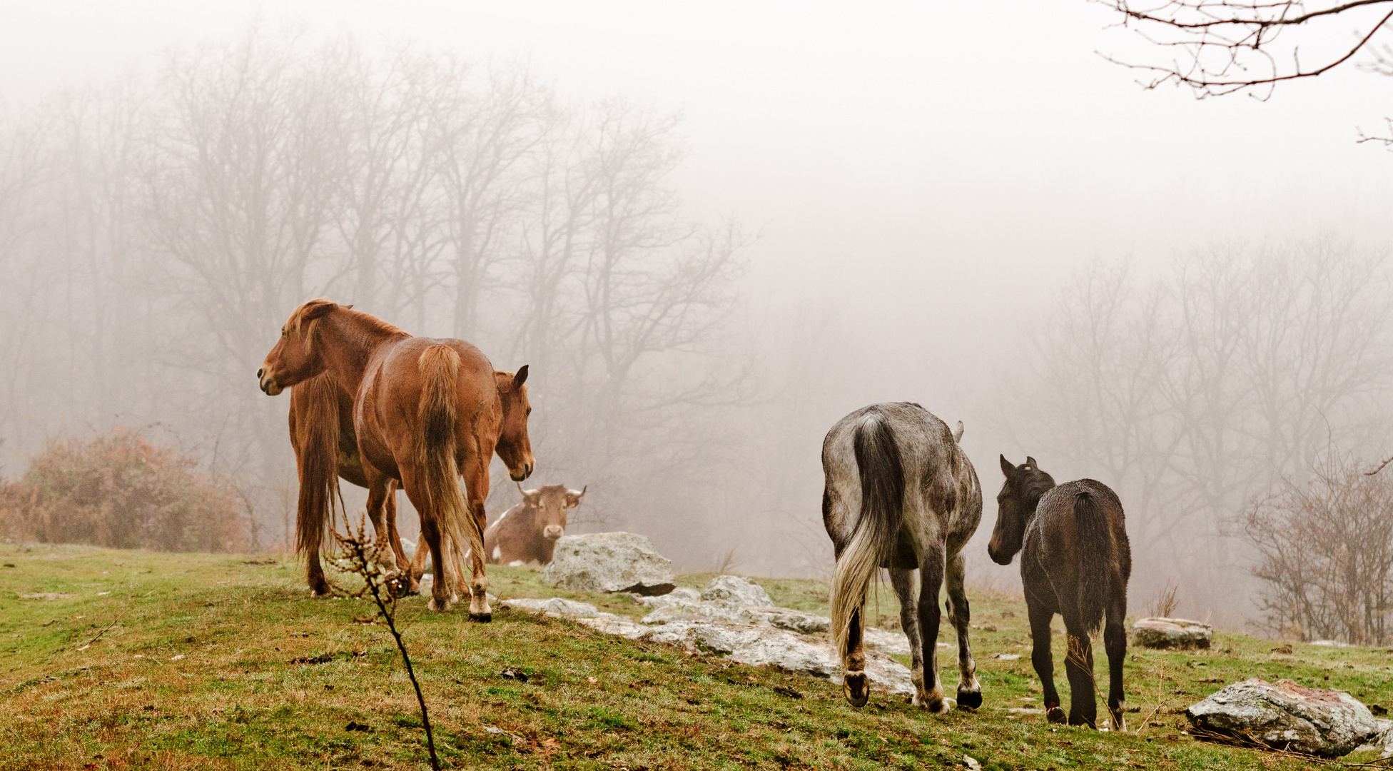 Entre niebla.