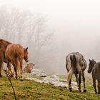 Entre niebla.