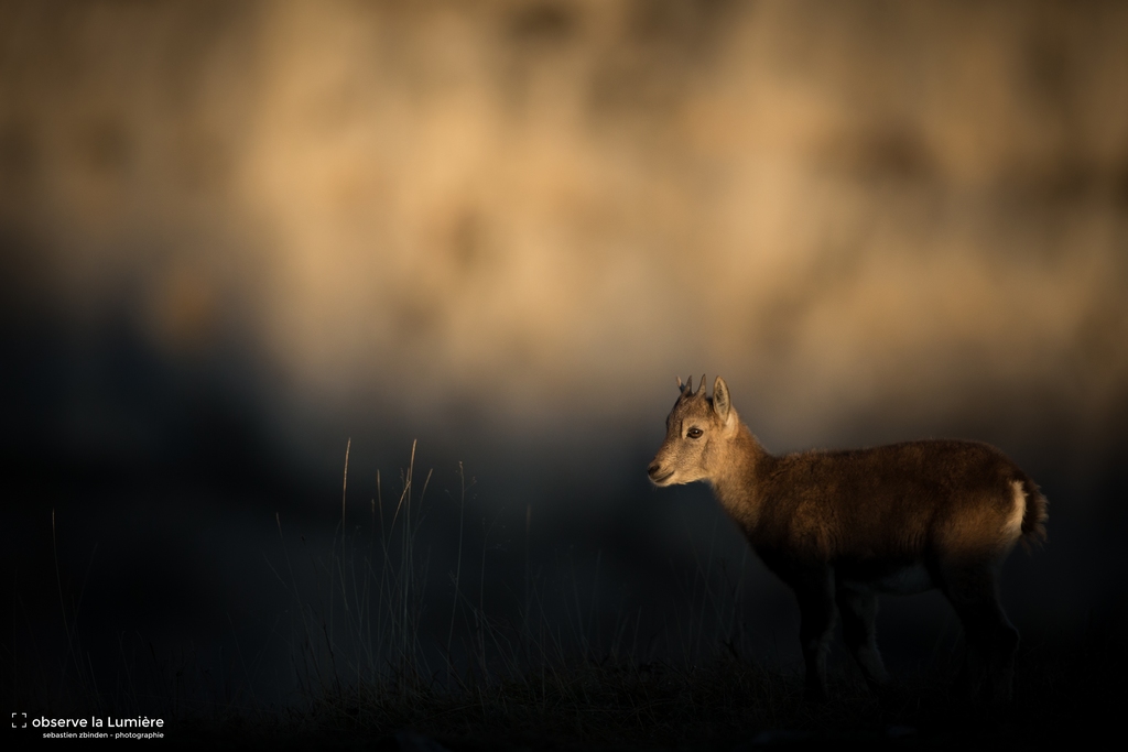 Entre Ombre et Lumière