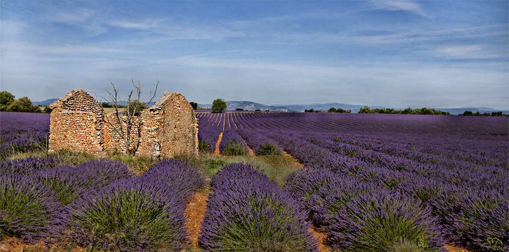 Entre Oraison et Valensole .