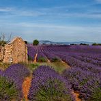 Entre Oraison et Valensole .