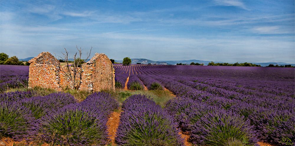 Entre Oraison et Valensole .