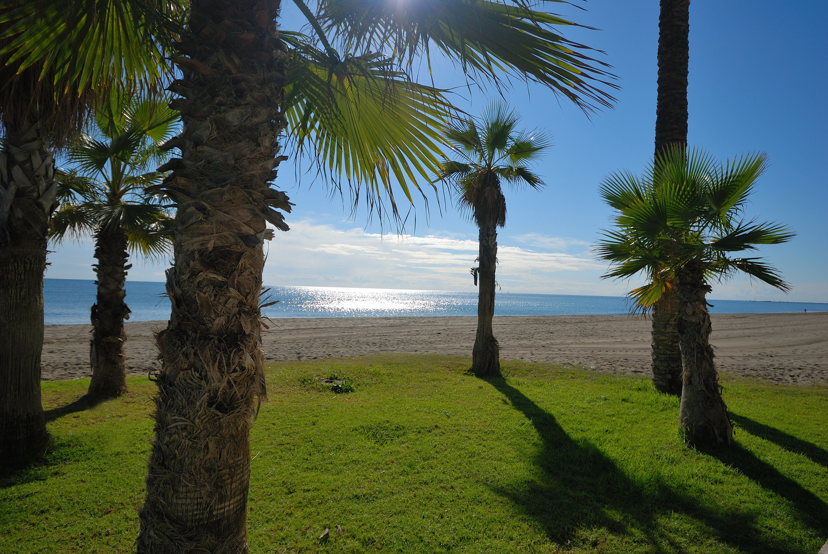 ENTRE PALMERA