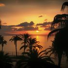  Entre Palmeras - Sunrise between Palms