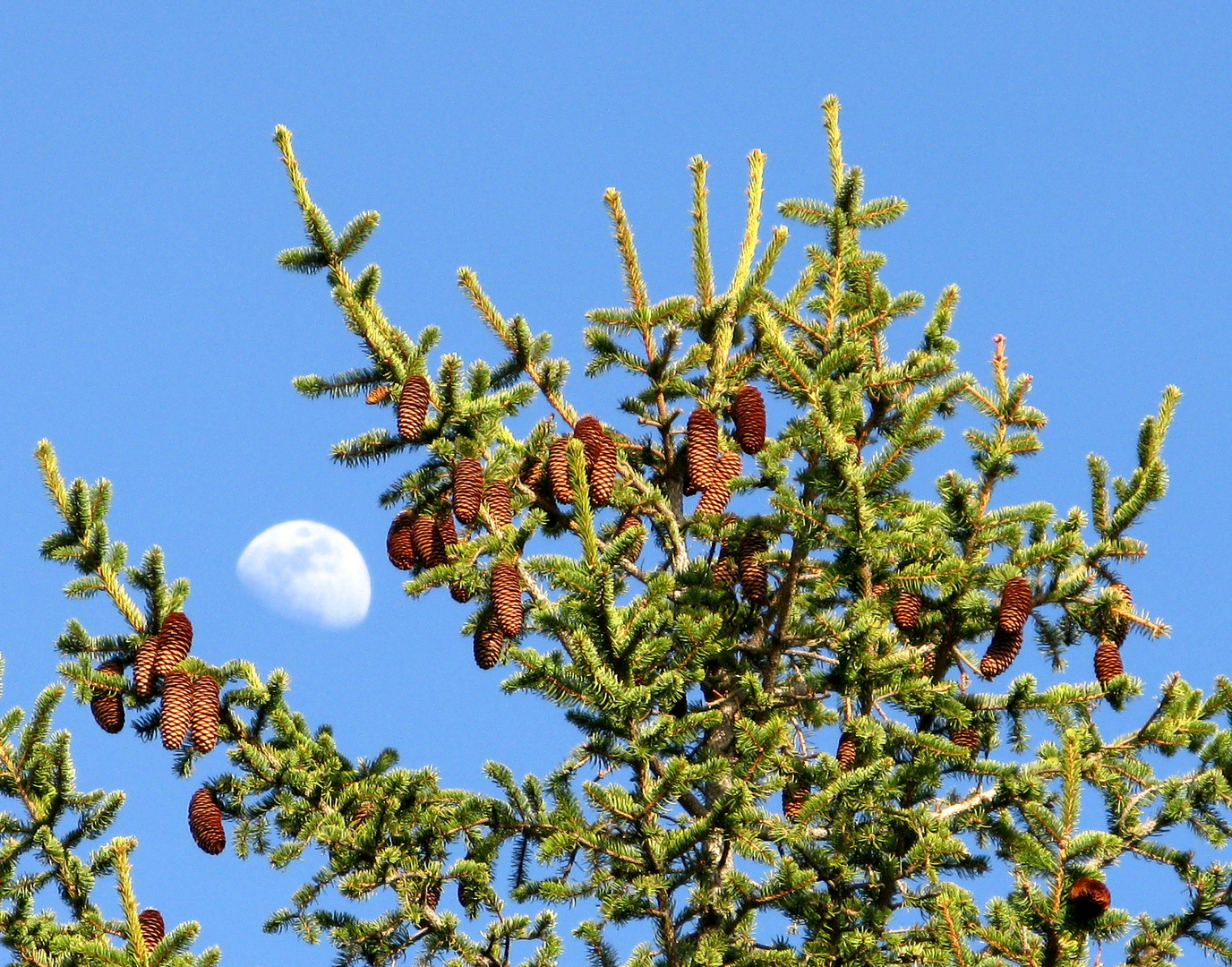 Entre piñas