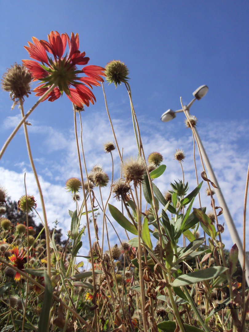 Entre postes y flores