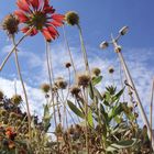 Entre postes y flores