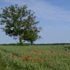 entre printemps et été