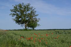 entre printemps et été