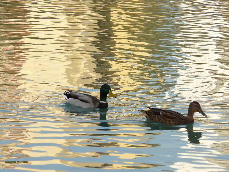 Entre reflejos