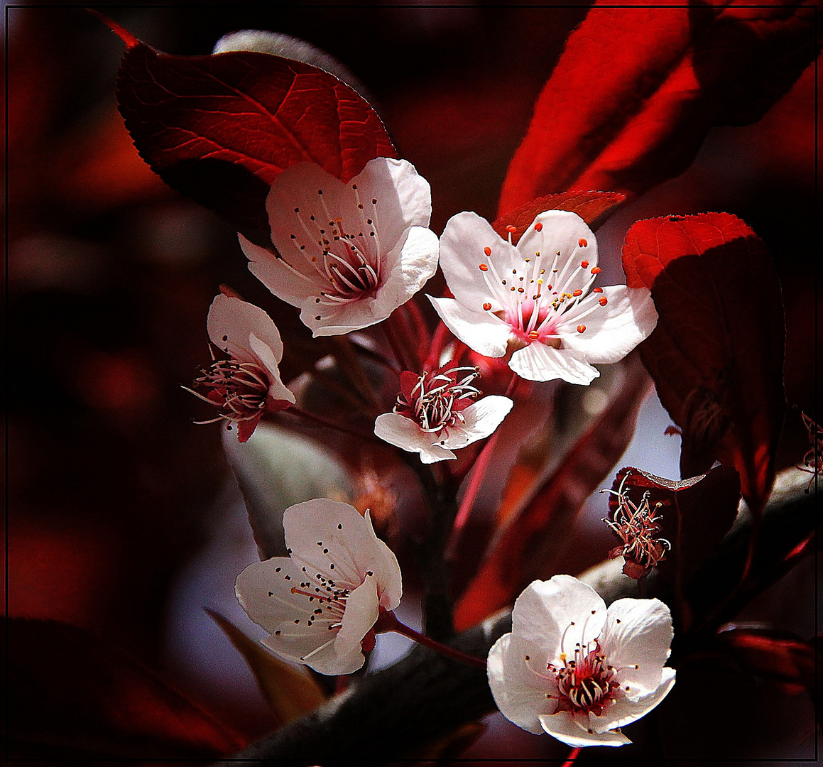 entre rojos