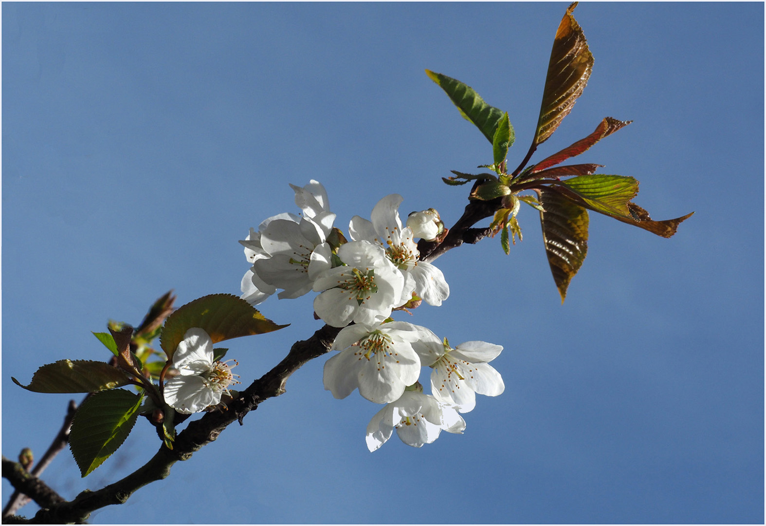 Entre-temps elles sont devenues cerises… !