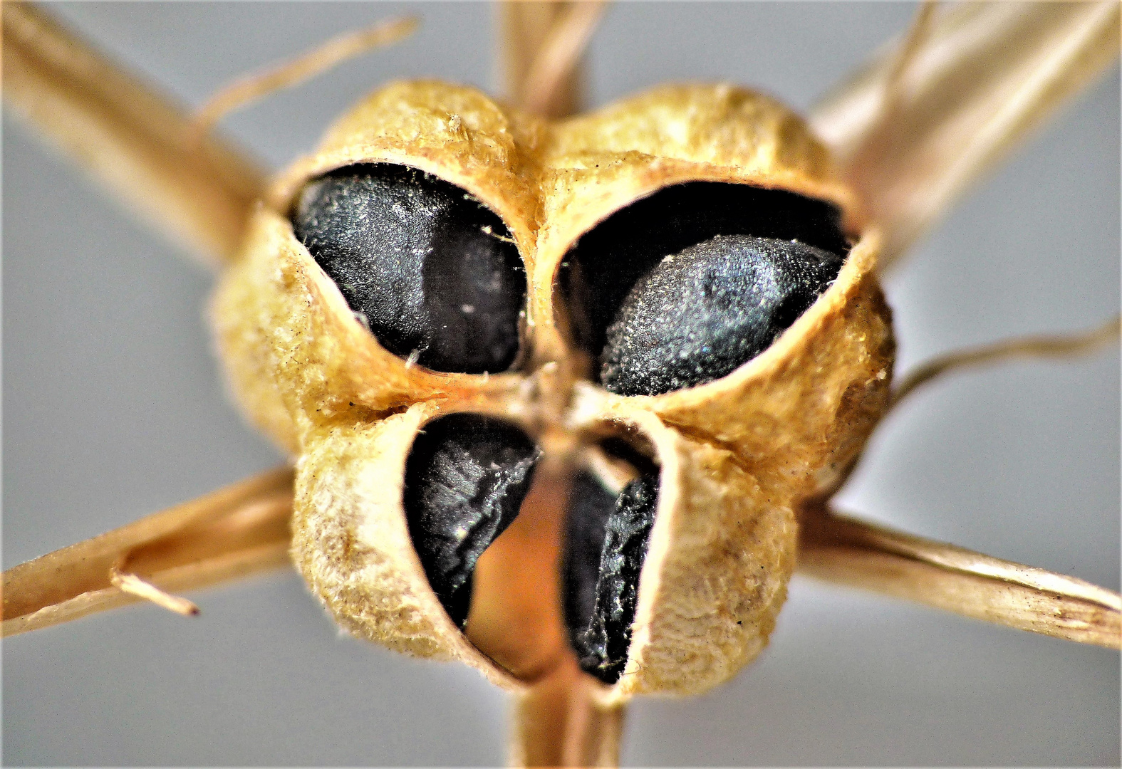 Entre végétal et insecte