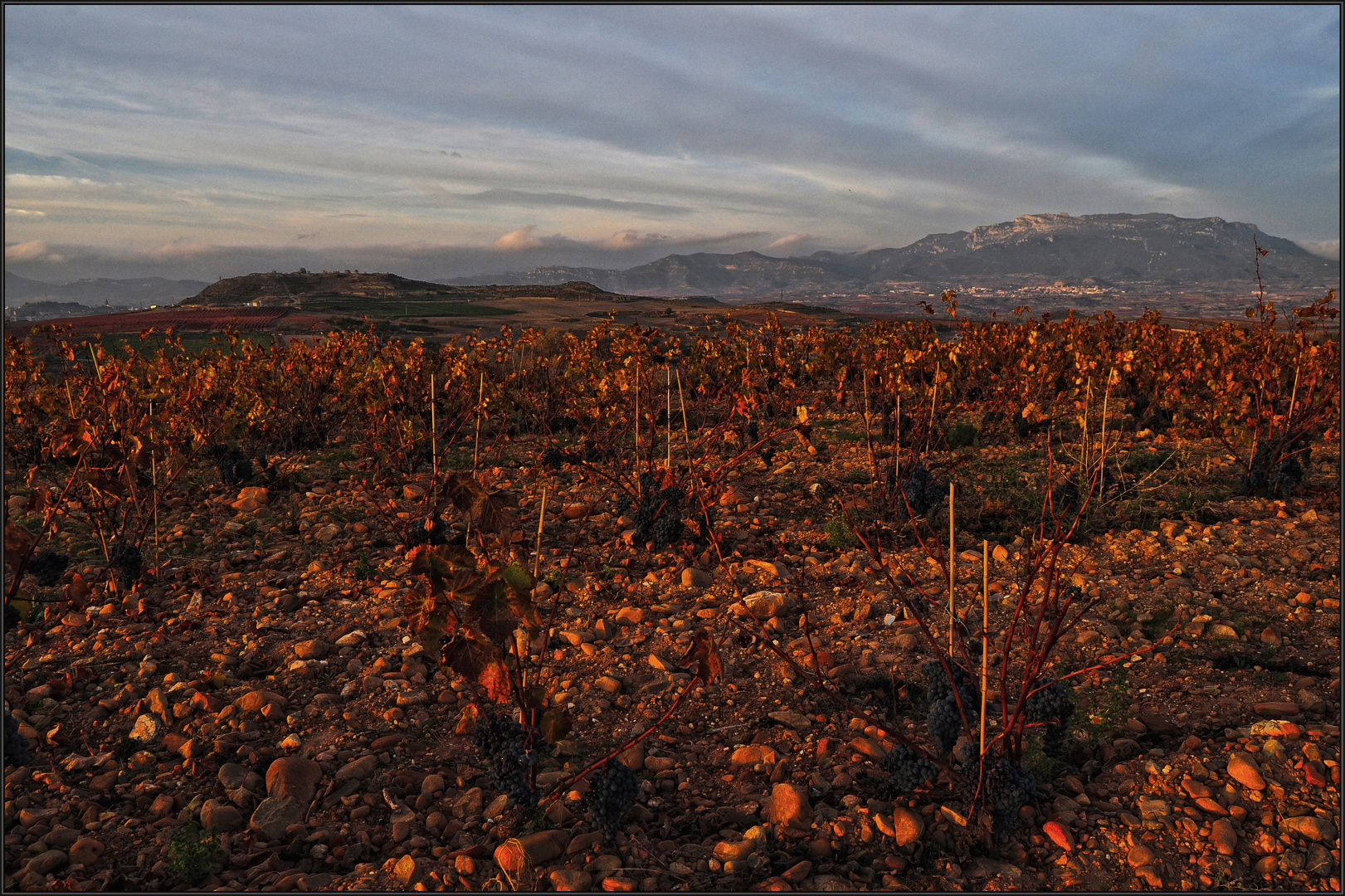 Entre viñas ( para ernestrux )