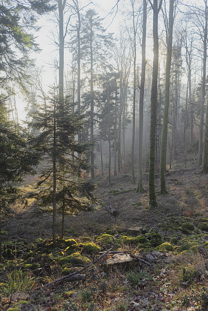 entre Wolfsthal et Château du Nideck ....