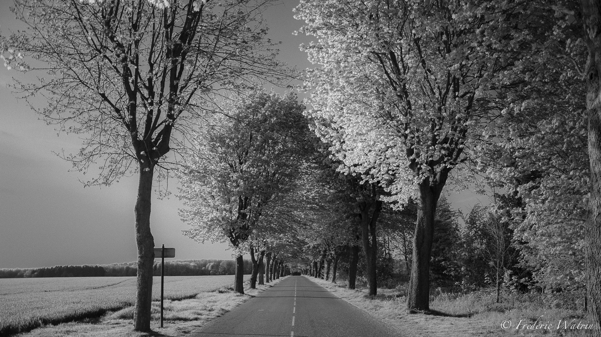 Entrée du Bois de Vimy - Pas de Calais