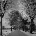 Entrée du Bois de Vimy - Pas de Calais