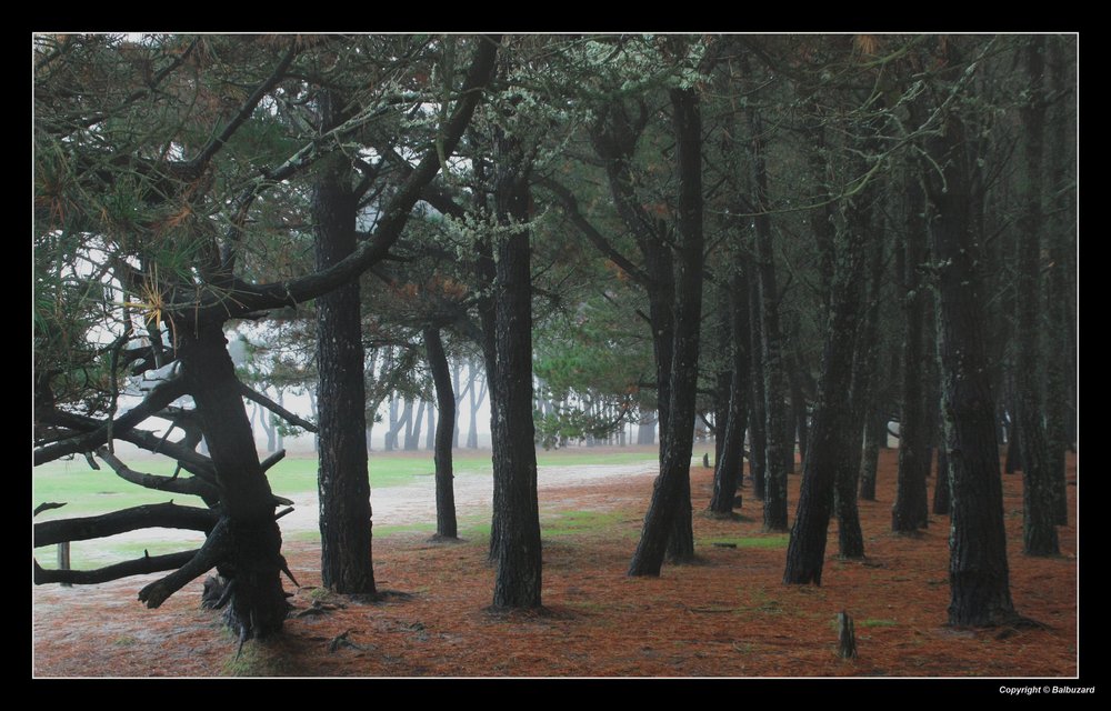 " Entrée fracassante dans l'automne "