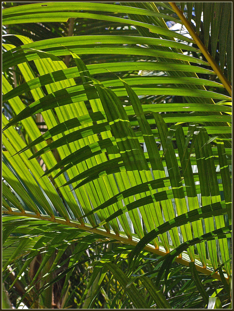 Entrelacement de palmes, ombres et lumière -- Mit Schatten und Licht geflochtene Palmen.