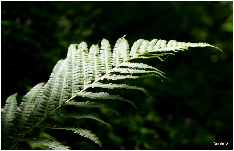 Entrer dans la lumière