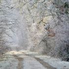 Entrez dans la forêt