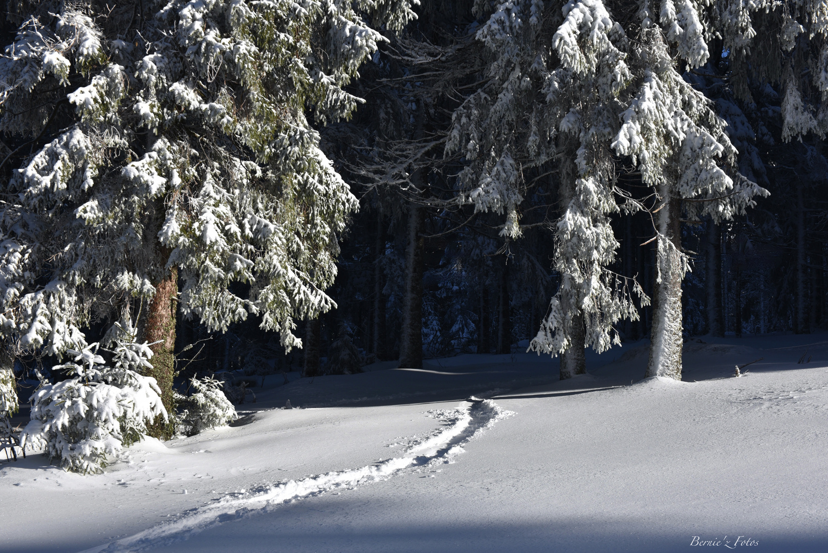 Entrez dans la forêt