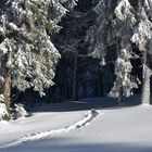 Entrez dans la forêt