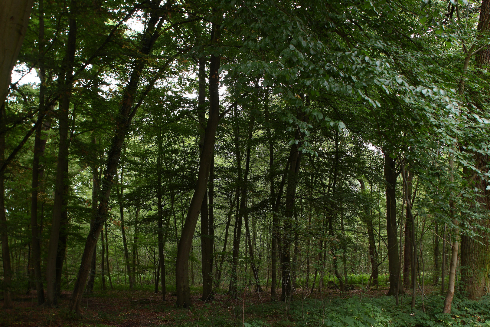 entrez  dans le sous bois 