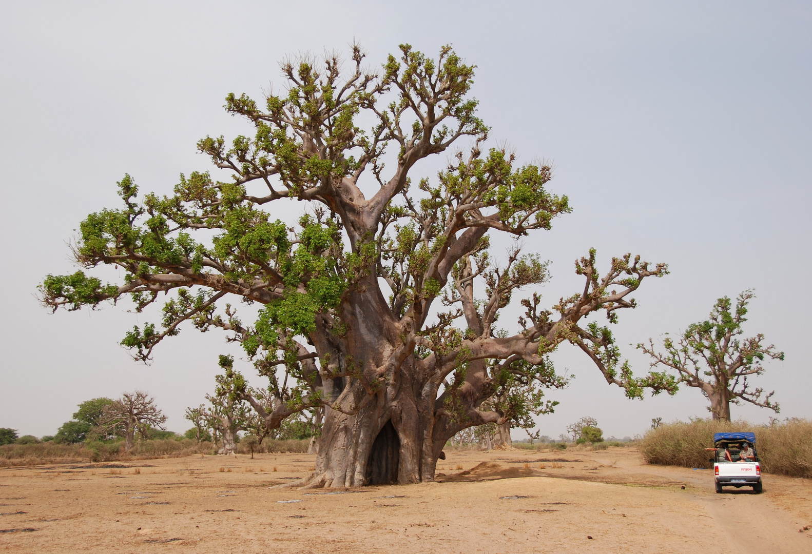 Entrez dans mon Baobab !