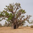 Entrez dans mon Baobab !