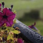 Entró el otoño con agua