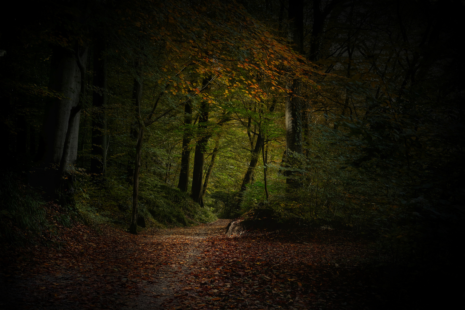 Entrons dans la forêt