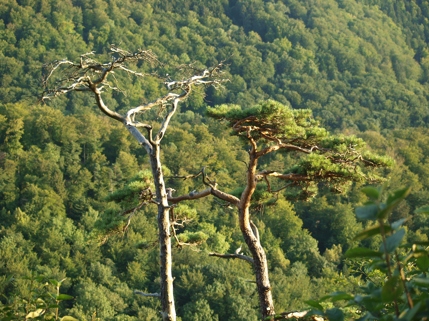 Ents Hochzeit der Giganten