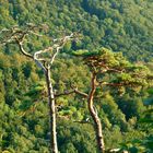 Ents Hochzeit der Giganten