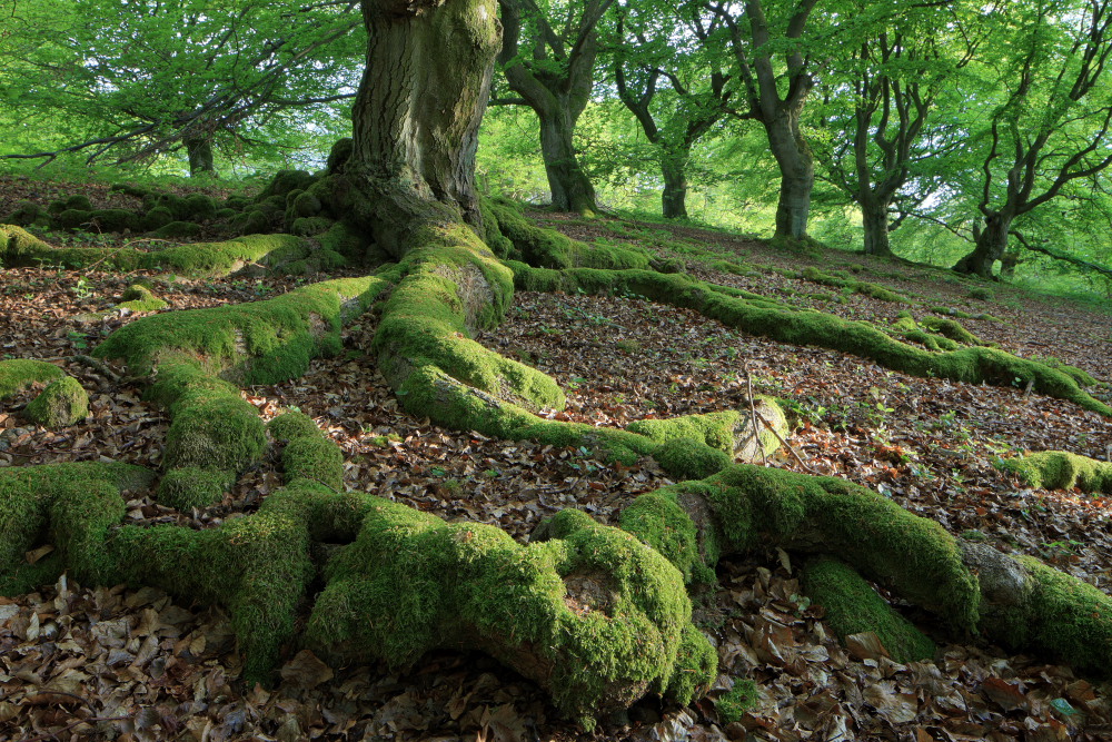 Ents im Hutewald - Fest verwurzelt