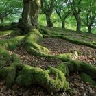 Ents im Hutewald - Fest verwurzelt