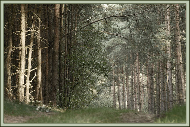 Entsättigter Wald...