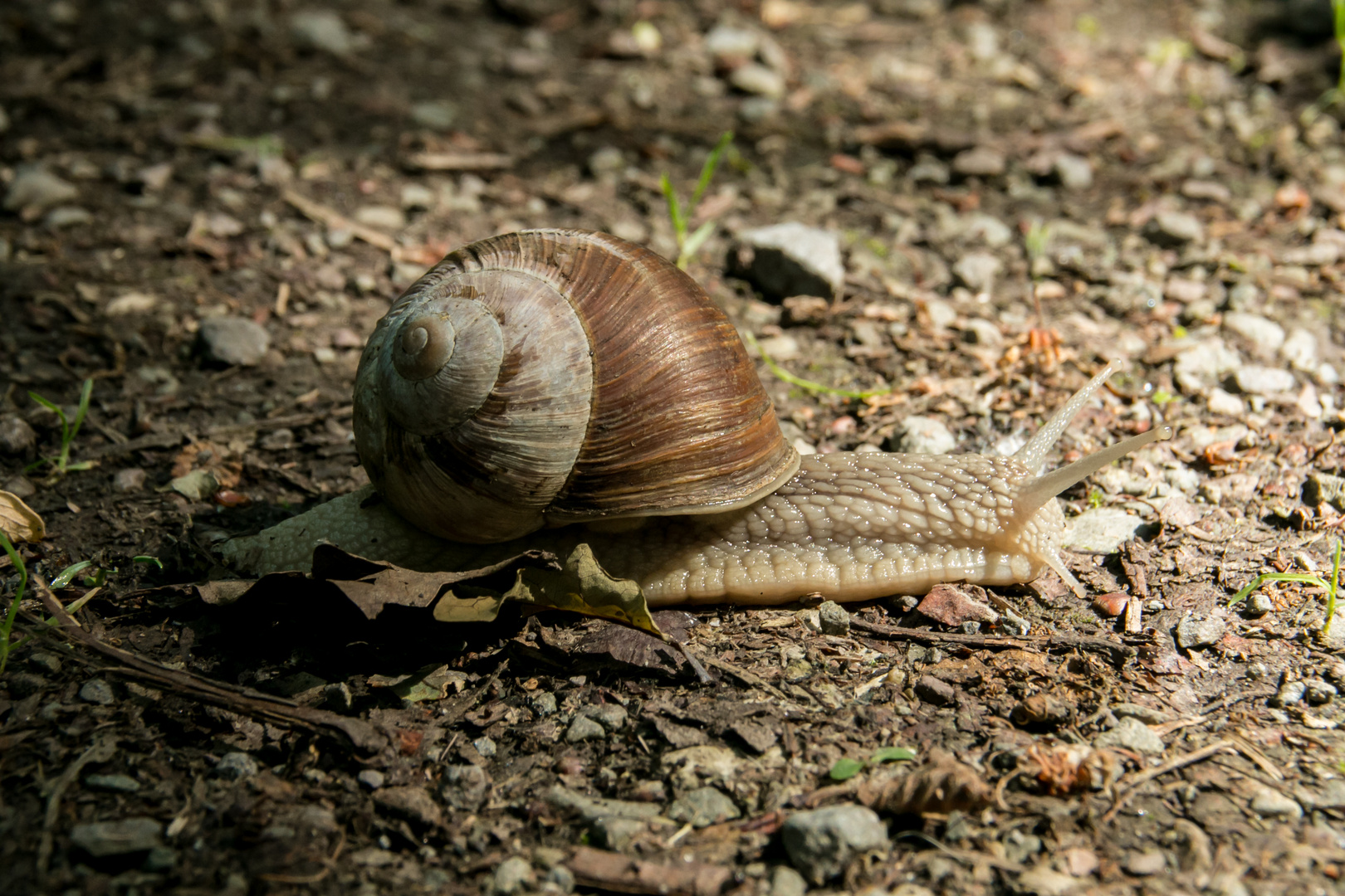 Entschleunigung