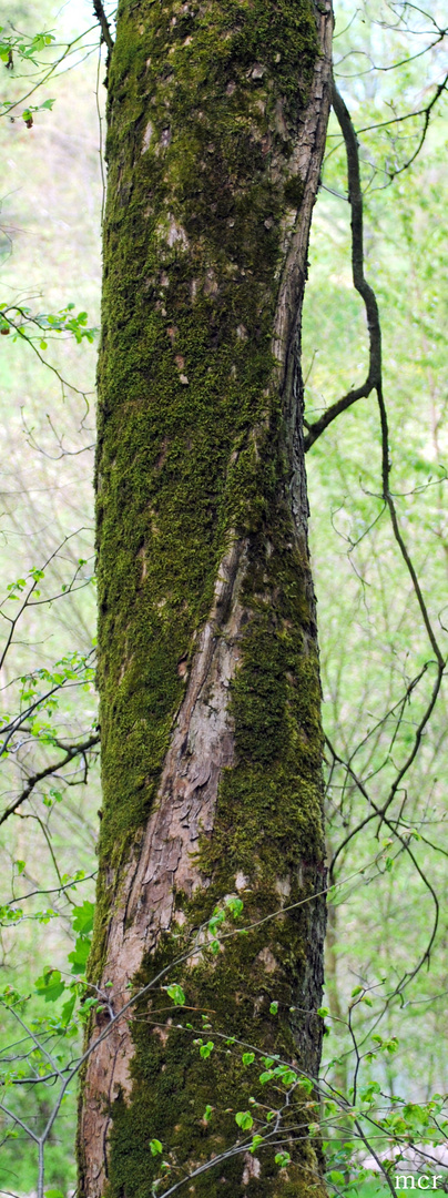 "Entschuldigen Sie, Fräulein Baum,....