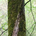 "Entschuldigen Sie, Fräulein Baum,....