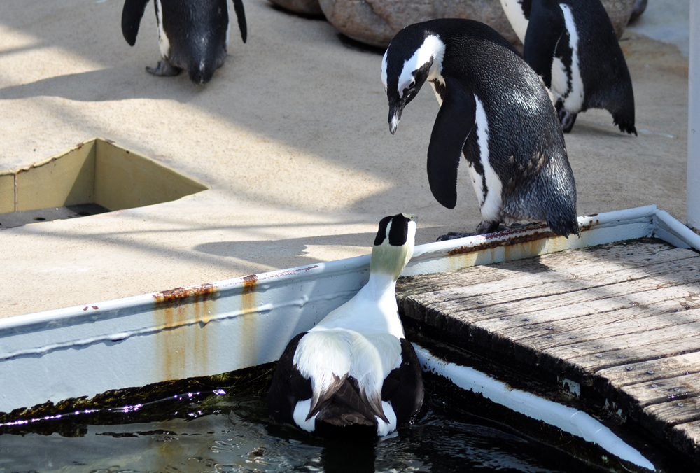 Entschuldigen Sie....ist das hier das subtropische Eider-Enten Treffen??