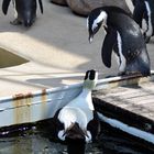 Entschuldigen Sie....ist das hier das subtropische Eider-Enten Treffen??